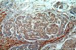 SERINC1 Antibody in Immunohistochemistry (Paraffin) (IHC (P))