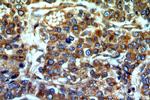 SERINC1 Antibody in Immunohistochemistry (Paraffin) (IHC (P))