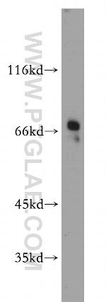 SERINC1 Antibody in Western Blot (WB)