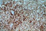 SERINC1 Antibody in Immunohistochemistry (Paraffin) (IHC (P))