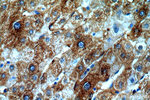 SERINC1 Antibody in Immunohistochemistry (Paraffin) (IHC (P))