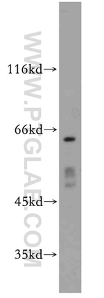 SERINC1 Antibody in Western Blot (WB)