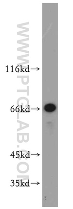 SERINC1 Antibody in Western Blot (WB)