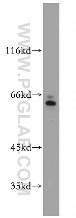 SERINC2 Antibody in Western Blot (WB)