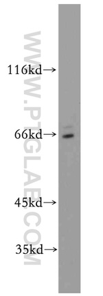 SERINC2 Antibody in Western Blot (WB)