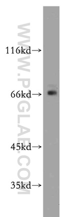 SERINC2 Antibody in Western Blot (WB)