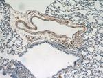 Osteocalcin Antibody in Immunohistochemistry (Paraffin) (IHC (P))