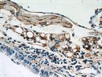 Osteocalcin Antibody in Immunohistochemistry (Paraffin) (IHC (P))