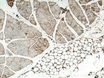 Osteocalcin Antibody in Immunohistochemistry (Paraffin) (IHC (P))