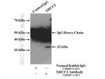 XRCC2 Antibody in Immunoprecipitation (IP)