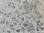 SLC6A8 Antibody in Immunohistochemistry (Paraffin) (IHC (P))