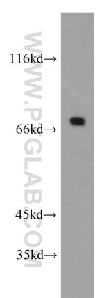 SLC13A4 Antibody in Western Blot (WB)