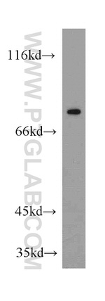 SLC13A4 Antibody in Western Blot (WB)