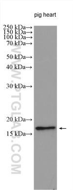 LEPROT Antibody in Western Blot (WB)