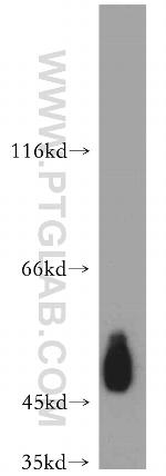 CD47 Antibody in Western Blot (WB)