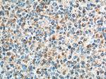 GPR65 Antibody in Immunohistochemistry (Paraffin) (IHC (P))