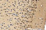 DRD5 Antibody in Immunohistochemistry (Paraffin) (IHC (P))