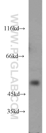 DRD5 Antibody in Western Blot (WB)