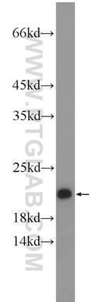 CLEC3B Antibody in Western Blot (WB)