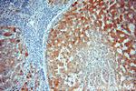 NDUFA9 Antibody in Immunohistochemistry (Paraffin) (IHC (P))