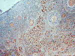 B4GALT2 Antibody in Immunohistochemistry (Paraffin) (IHC (P))