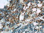 B4GALT2 Antibody in Immunohistochemistry (Paraffin) (IHC (P))