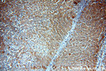 LTBR Antibody in Immunohistochemistry (Paraffin) (IHC (P))