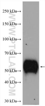 LTBR Antibody in Western Blot (WB)