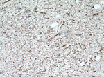 AQP1 Antibody in Immunohistochemistry (Paraffin) (IHC (P))