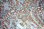 AQP1 Antibody in Immunohistochemistry (Paraffin) (IHC (P))