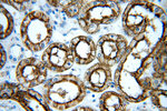 AQP1 Antibody in Immunohistochemistry (Paraffin) (IHC (P))