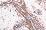 AQP1 Antibody in Immunohistochemistry (Paraffin) (IHC (P))