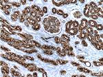 AQP1 Antibody in Immunohistochemistry (Paraffin) (IHC (P))