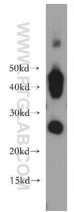 AQP1 Antibody in Western Blot (WB)