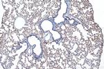 AQP5 Antibody in Immunohistochemistry (Paraffin) (IHC (P))