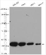 YBX1 Antibody in Western Blot (WB)