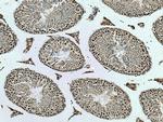 TAF10 Antibody in Immunohistochemistry (Paraffin) (IHC (P))