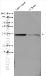 TAF10 Antibody in Western Blot (WB)