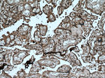 FGD3 Antibody in Immunohistochemistry (Paraffin) (IHC (P))