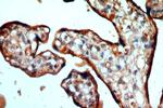 FGD3 Antibody in Immunohistochemistry (Paraffin) (IHC (P))