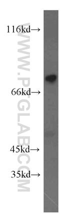 FGD3 Antibody in Western Blot (WB)