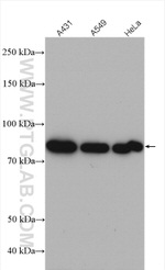 FGD3 Antibody in Western Blot (WB)