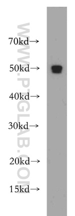 RBAP48 Antibody in Western Blot (WB)