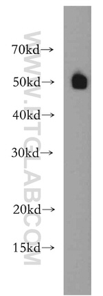 RBAP48 Antibody in Western Blot (WB)