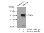 RBAP48 Antibody in Immunoprecipitation (IP)