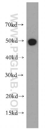 RBAP48 Antibody in Western Blot (WB)