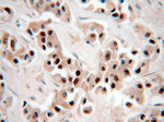 RbAp46 Antibody in Immunohistochemistry (Paraffin) (IHC (P))