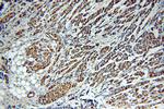 RbAp46 Antibody in Immunohistochemistry (Paraffin) (IHC (P))