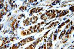 RbAp46 Antibody in Immunohistochemistry (Paraffin) (IHC (P))