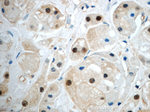 SUZ12 Antibody in Immunohistochemistry (Paraffin) (IHC (P))